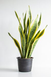 Snake plant 20cm pot