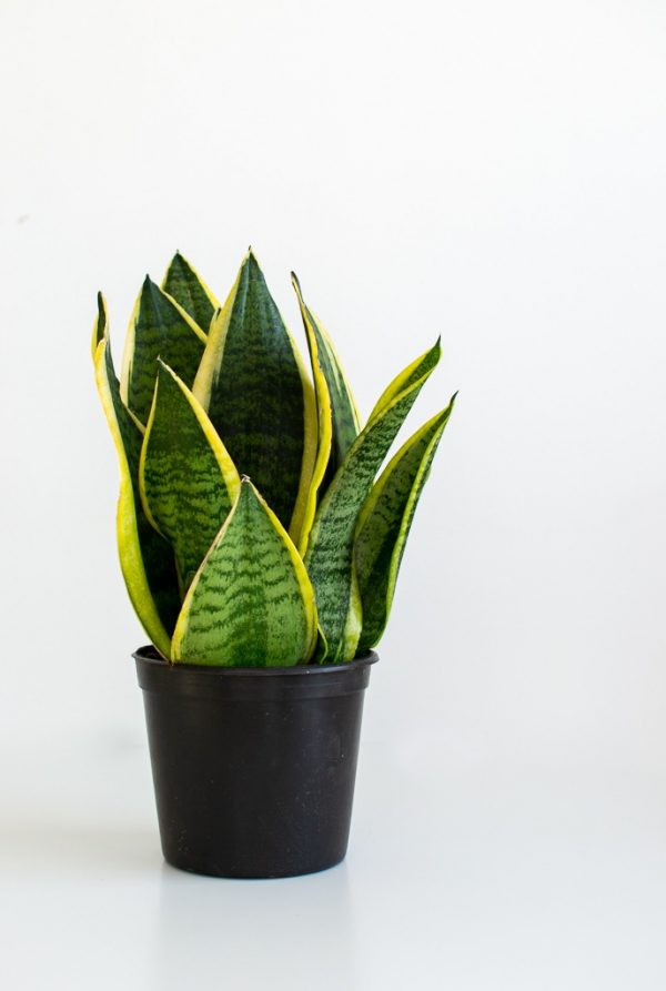 Air Purifying Set (8 Plants)