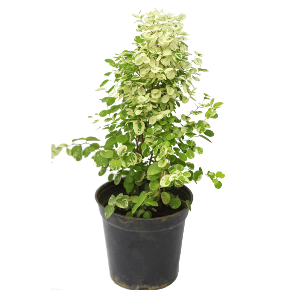 Snowbush