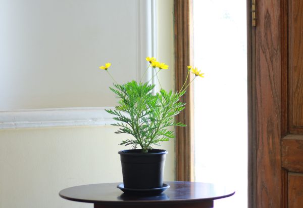 Golden Daisy Bush