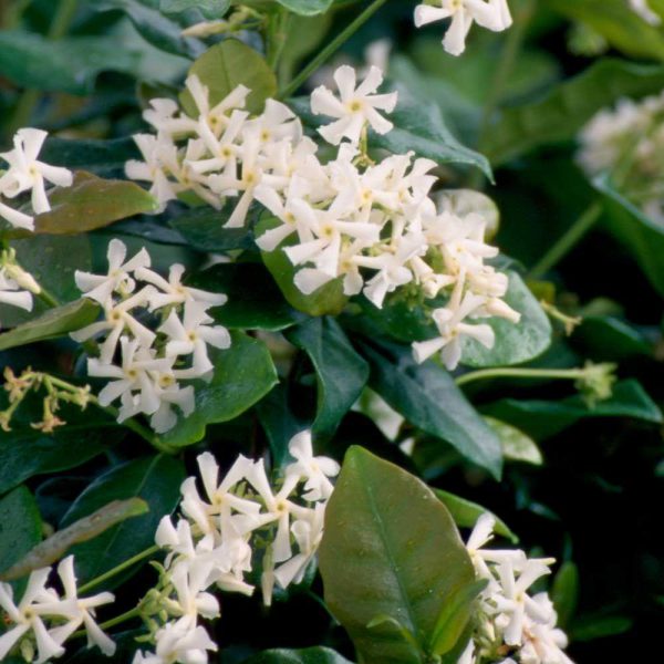 Star Jasmine