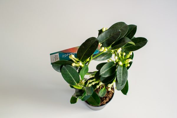 Madagascar Jasmine
