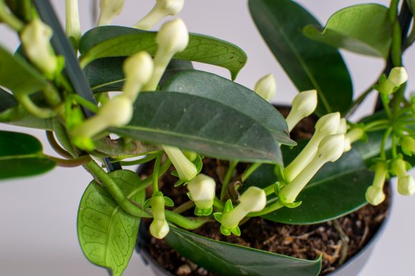 Madagascar Jasmine