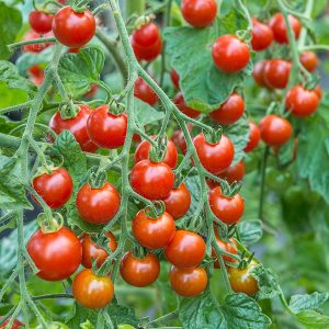 Cherry tomatoes