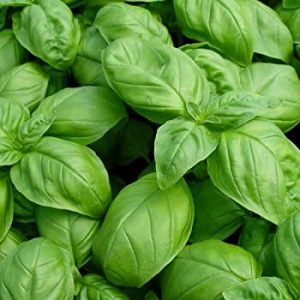 sweat-italian-basil