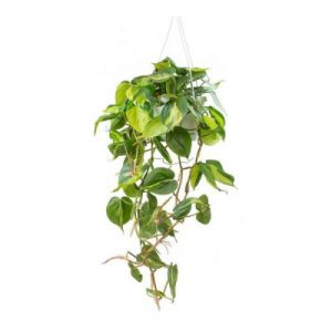 Hanging Sweetheart Philodendron
