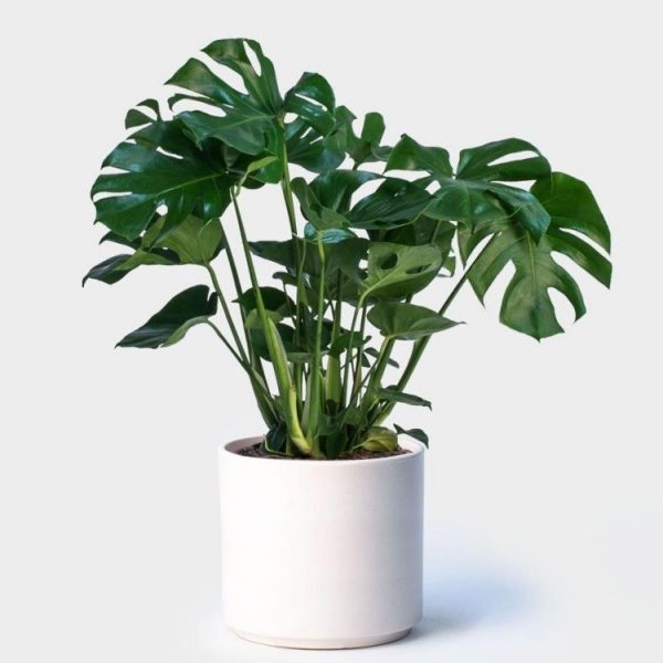 Shaded Terrace Set (8 Plants)