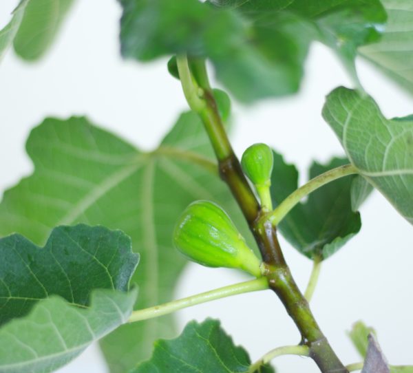 Dwarf Common Fig