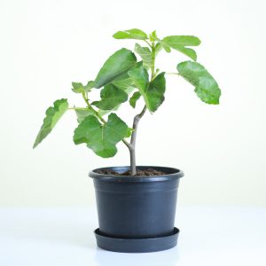 Dwarf Common Fig
