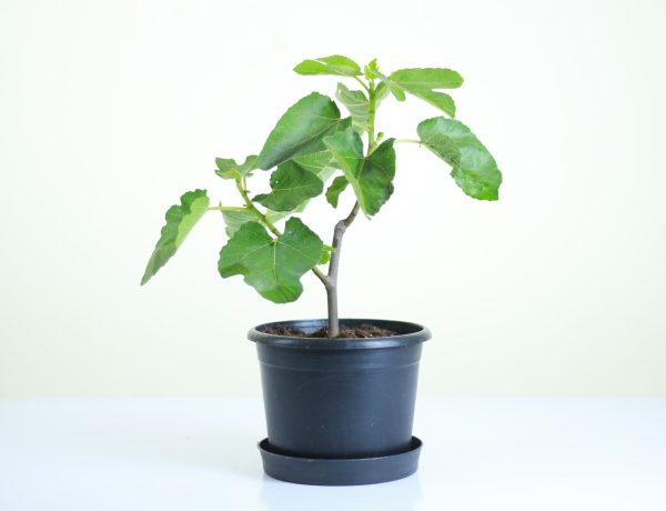 Dwarf Common Fig