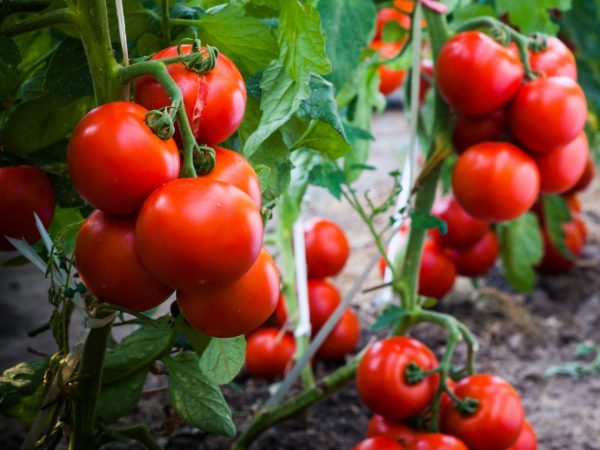Tomato Seeds