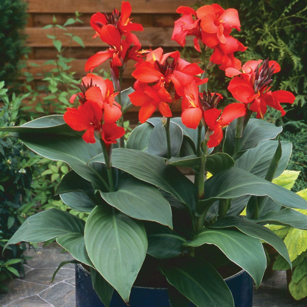 Canna Lily - Mashtal Garden Centers