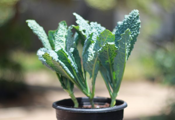 Tuscan Kale