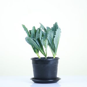 Tuscan Kale