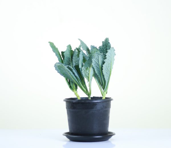 Tuscan Kale