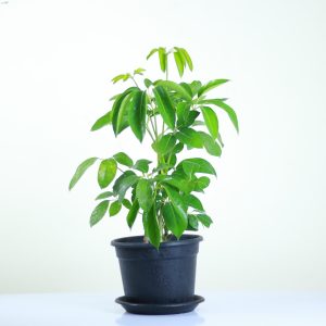 Australian Umbrella Tree