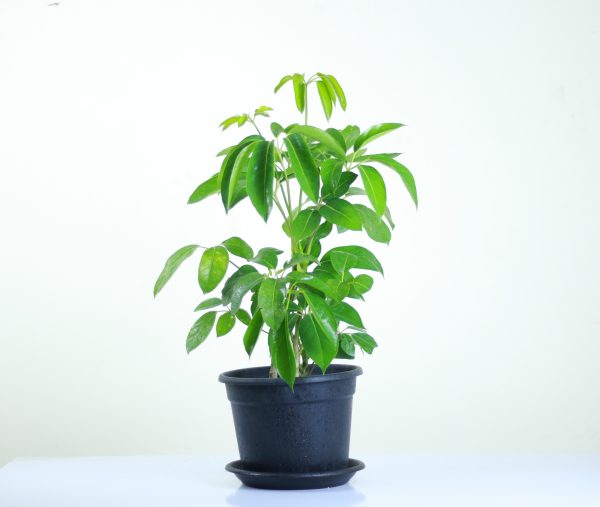Australian Umbrella Tree