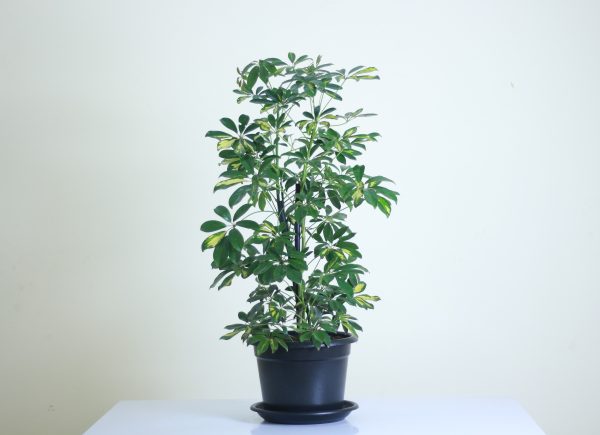 Umbrella Tree
