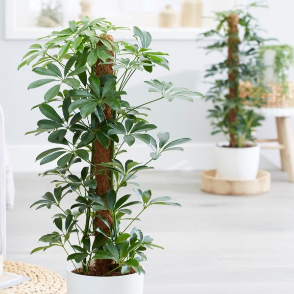 Shaded Terrace Set (8 Plants)