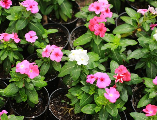Vinca