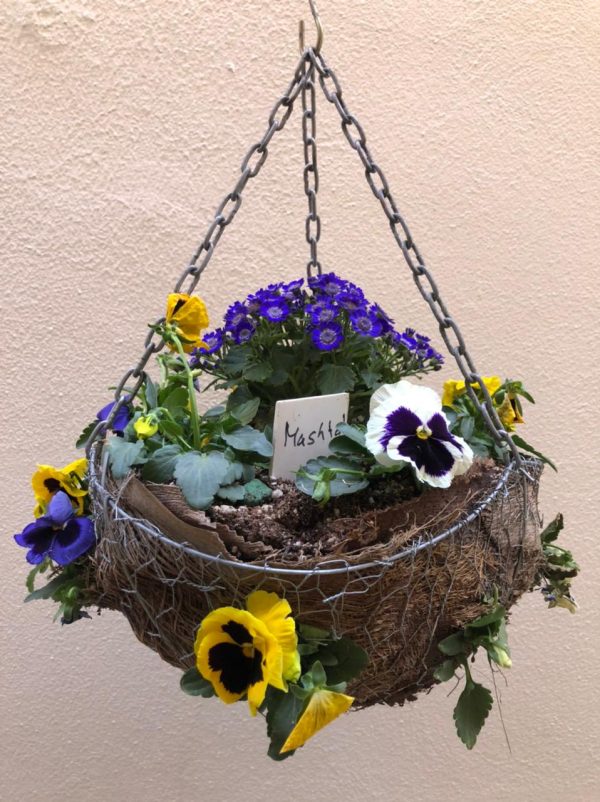 Violas & Cineraria Basket