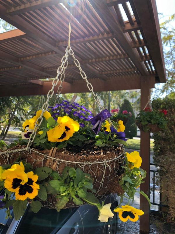 Violas & Cineraria Basket