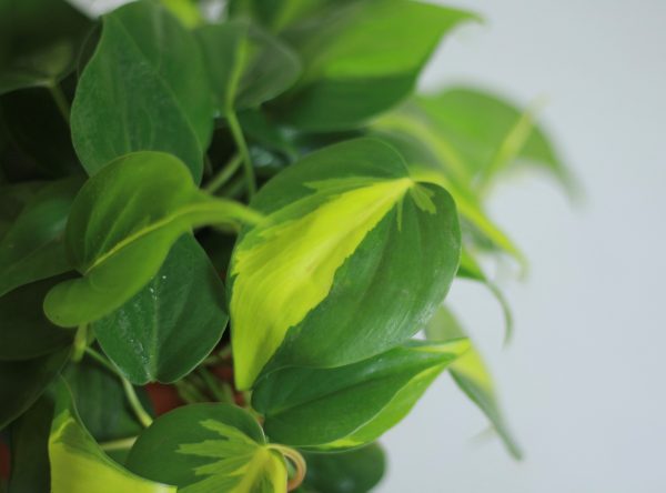 Sweetheart Philodendron