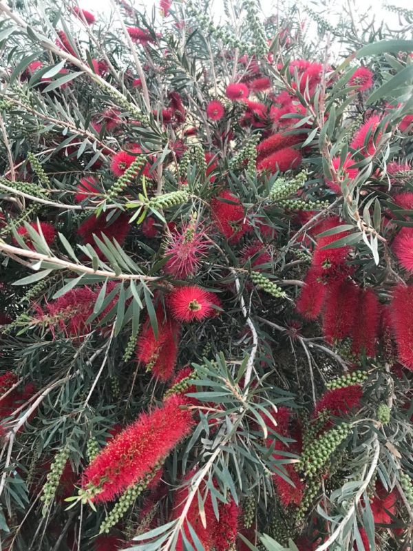 Weeping Bottlebrush