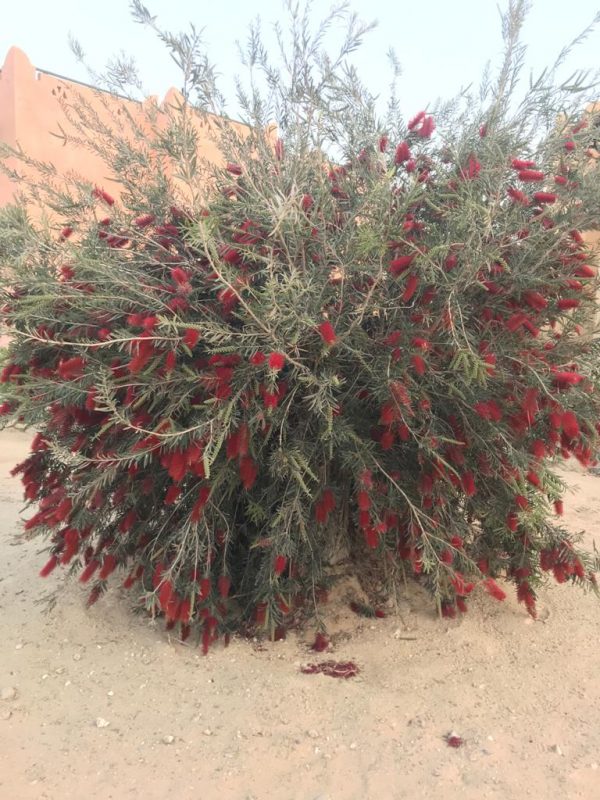 Weeping Bottlebrush