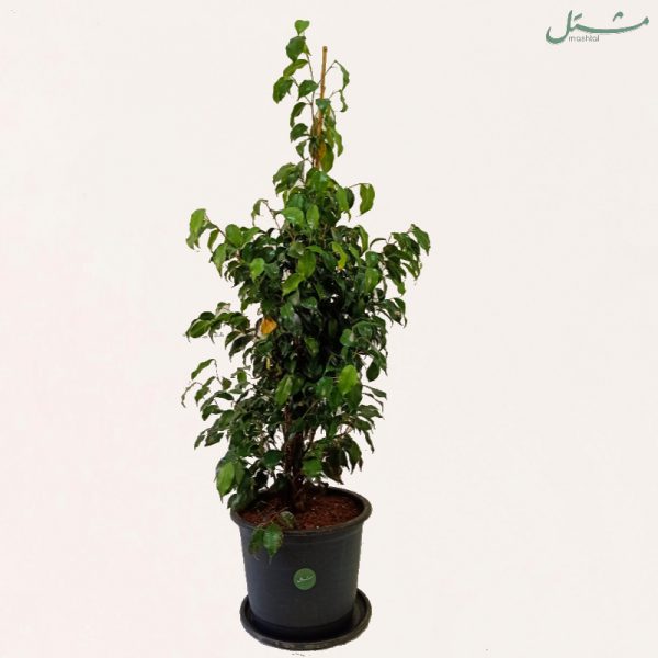Air Purifying Set (8 Plants)