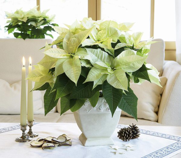 Yellow Poinsettia