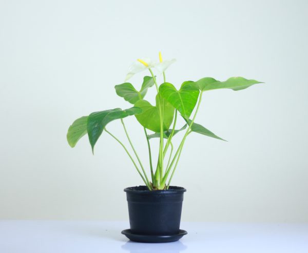 White Anthurium