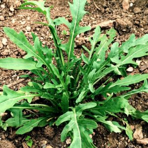 Wild rocket Rucola