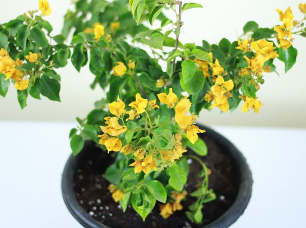 Bougainvillea