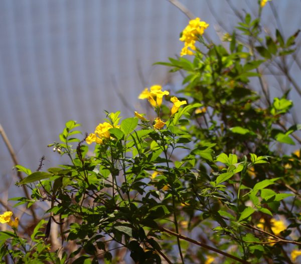 Yellow Elder