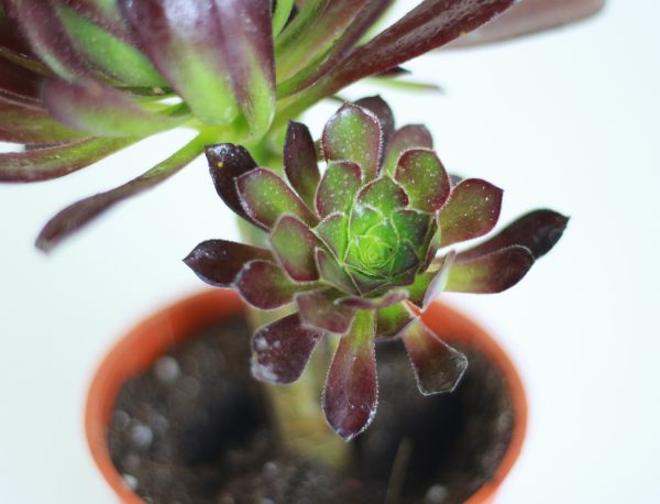 Tree Aeonium