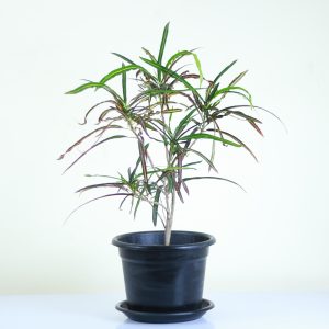 Croton 'Zanzibar'