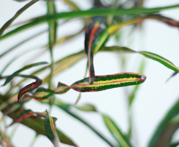 Croton 'Zanzibar'