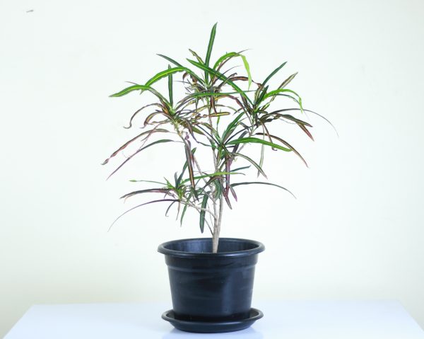 Croton 'Zanzibar'