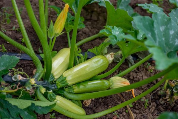 Zucchini Seeds